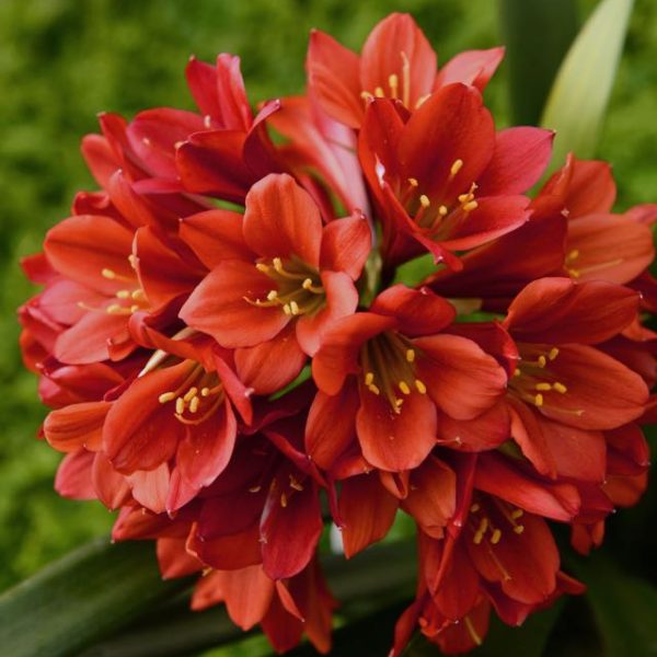 Autumn Mums & Maple Leaf Wreath