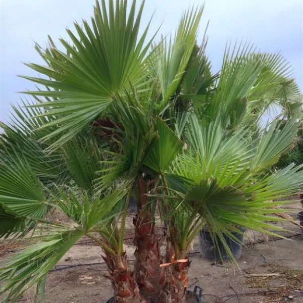 Tropical Hibiscus & Orchid Bouquet - Image 3