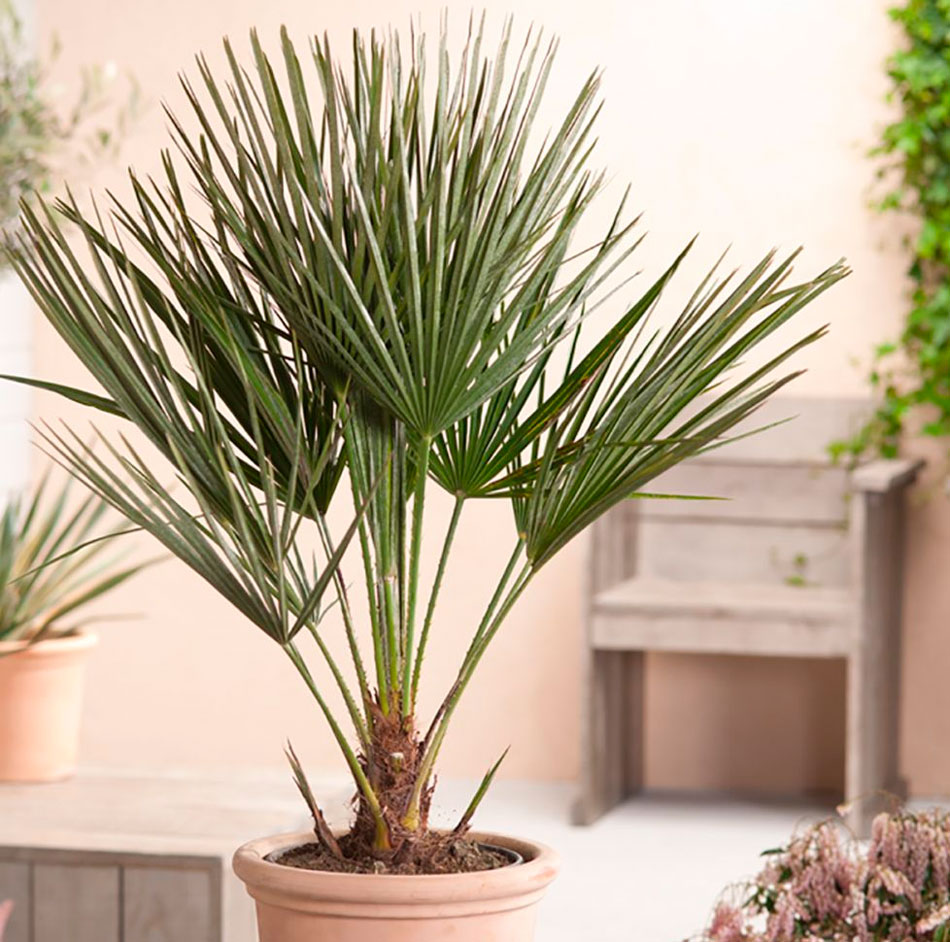 Snowfall Serenity - Image 4