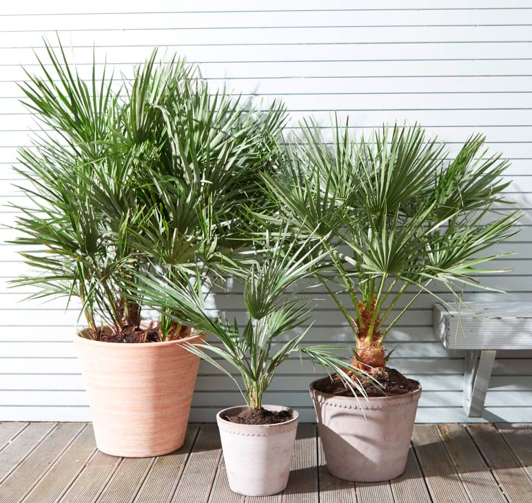 Snowfall Serenity - Image 3