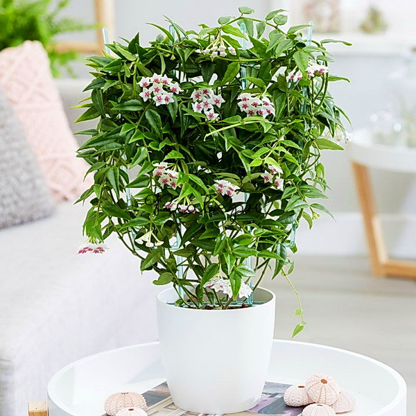 Velvet Garden - Image 3