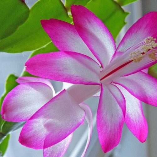 Pink Carnation & Lily Bouquet