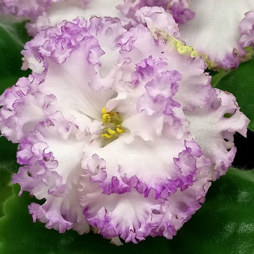 Winter Frost & Snowdrop Arrangement